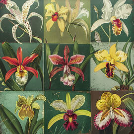 Collection of orchids by Jose Alberto