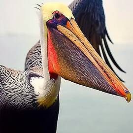 Color Me Pelican by Dyanne Klinko