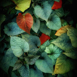 Colorful  Autumn Leaves by Antonia Surich