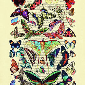 Colorful butterflies species by Madame Memento