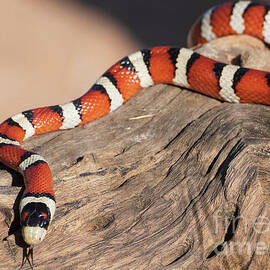 Colorful King Snake  by Jim Chamberlain