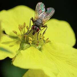 Colorful life of a fly by Jouko Lehto