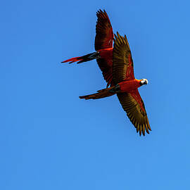 Colorful macaw couple by Rick Neves