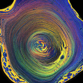 Colorful Tree Ring Pour Acrylic Pouring Fluid Painting by Matthias Hauser