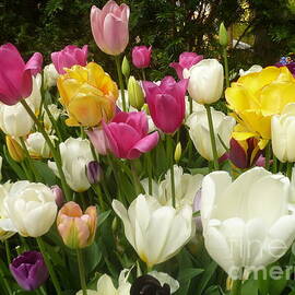 Colorful Tulip Blossoms by Lingfai Leung