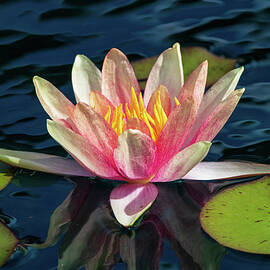 Colorful Water Lily by Chad Meyer
