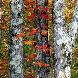 Colors of Autumn by Carol McGrath