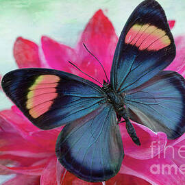 Colors of the Butterfly by Linda D Lester
