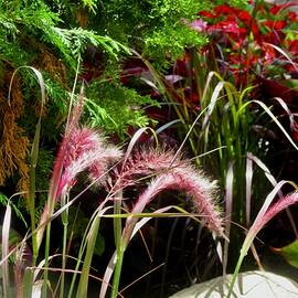 Colourful grasses by Stephanie Moore