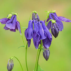 Columbine Endures by Carmen Macuga