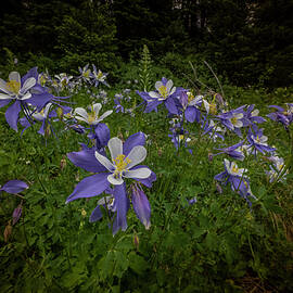 Columbines of Colorado by Kevin Schwalbe