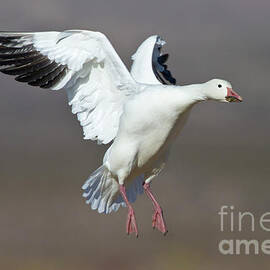 Snow Goose coming in to land  by Bryan Keil