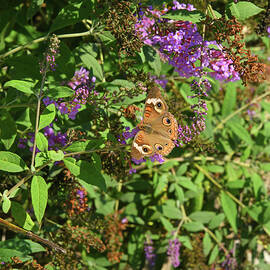 Common Buckeye Butterfly by Robert Tubesing