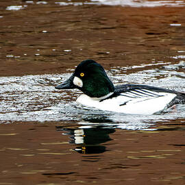 Common Goldeneye by Candice Lowther
