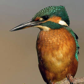 Common Kingfisher, Alcedo atthis, perched, Norfolk, UK. by Tony Mills