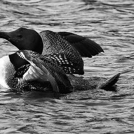 Common Loon in Black and White Spring 2022 by Sandra Huston