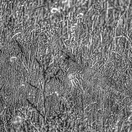 Common Pheasant BW #m7 by Leif Sohlman