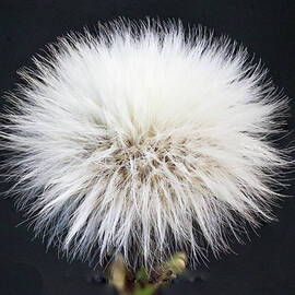 Common Sow thistle seed head by Deane Palmer