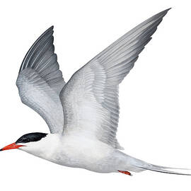 Common Tern in flight by Dawn Witherington