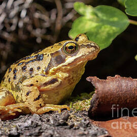 Common UK frog in unusual yellow colour by Simon Bratt