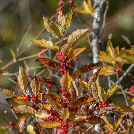 Common Winterberry or Winterberry Berries DFL1050