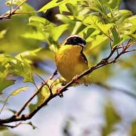 Common Yellowthroat series by Geraldine Scull