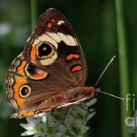 CommonBuckeyeButterfly-7830 by Gary Gingrich Galleries