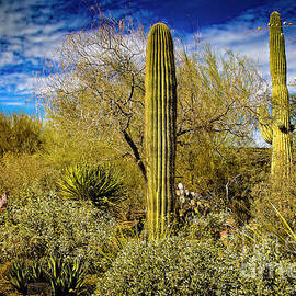 Competing Giant Cacti by Jon Burch Photography