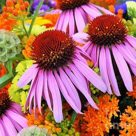 Cone Flower colors  by Tina M Powell