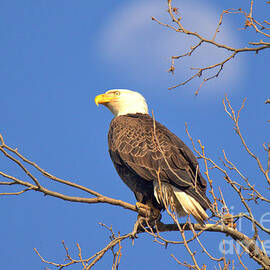 Conowingo Eagle Under The Moon by Adam Jewell