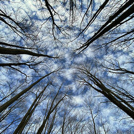 Convergence of the Elders - 2 of 3 - Straight up view in forest with altocumulus clouds by Peter Herman