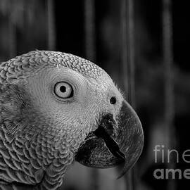Cookies- Congo African Grey Parrot- Georgia by Adrian De Leon Art and Photography