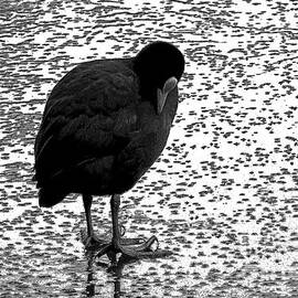 Coot on ice, sketch effect by Paul Boizot