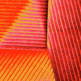 Coral Corrugations by Bonnie See