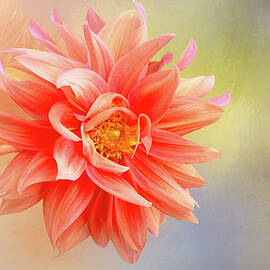 Coral Dinnerplate Dahlia 2 by Isabela and Skender Cocoli