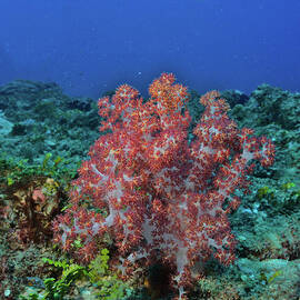 Coral tree in underwater garden by Nirav Shah