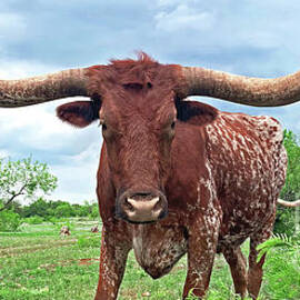 CORKSCREW LONGHORN AND PAL, TEXAS HILL COUNTRY by DON SCHIMMEL