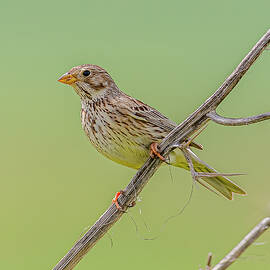 Corn Bunting Perched #2 by Morris Finkelstein