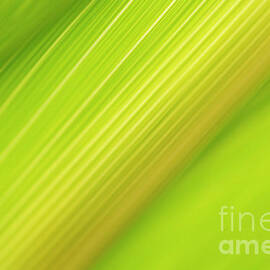 Corn leaf by Carmen Nasarre