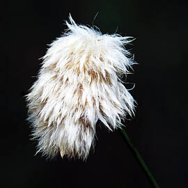 Cotton Grass by Debbie Oppermann