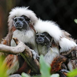 Cotton-top Tamarins On A Cold Morning by Daniel Caracappa