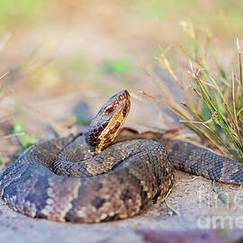 Cottonmouth Poised and Ready by Scott Pellegrin