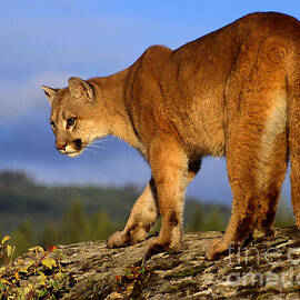 Cougar on the Rock