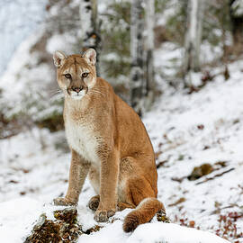 Cougar Picture Perfect by Wes and Dotty Weber