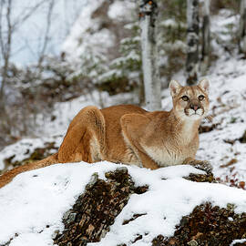 Cougar Waiting To Pounce by Wes and Dotty Weber