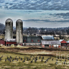 Countryside Barn and Geese by Paul Ward