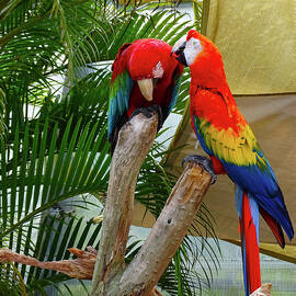 Courting Macaws by Nora Martinez