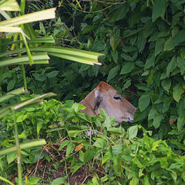 Cow in Hiding by Bill Rogers