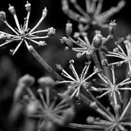 Cow Parsley In Mono  by Neil R Finlay