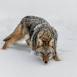Coyote Down Low  by Wes and Dotty Weber
